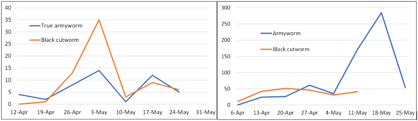 army-cutworm trap counts 5-22